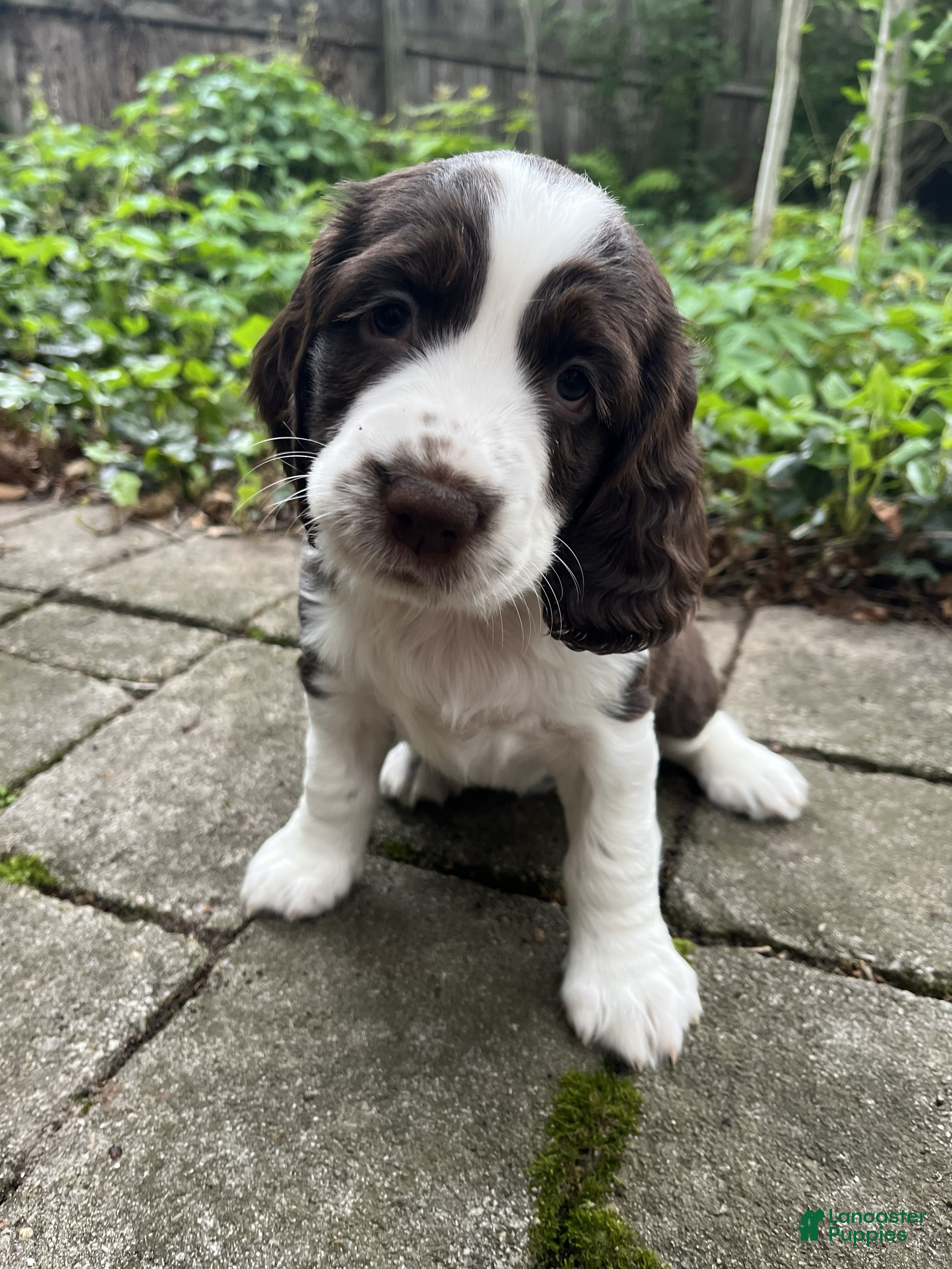 English Springer Spaniel dogs Dotty - Ad 32