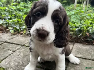 English Springer Spaniel dogs Dotty - Ad 32