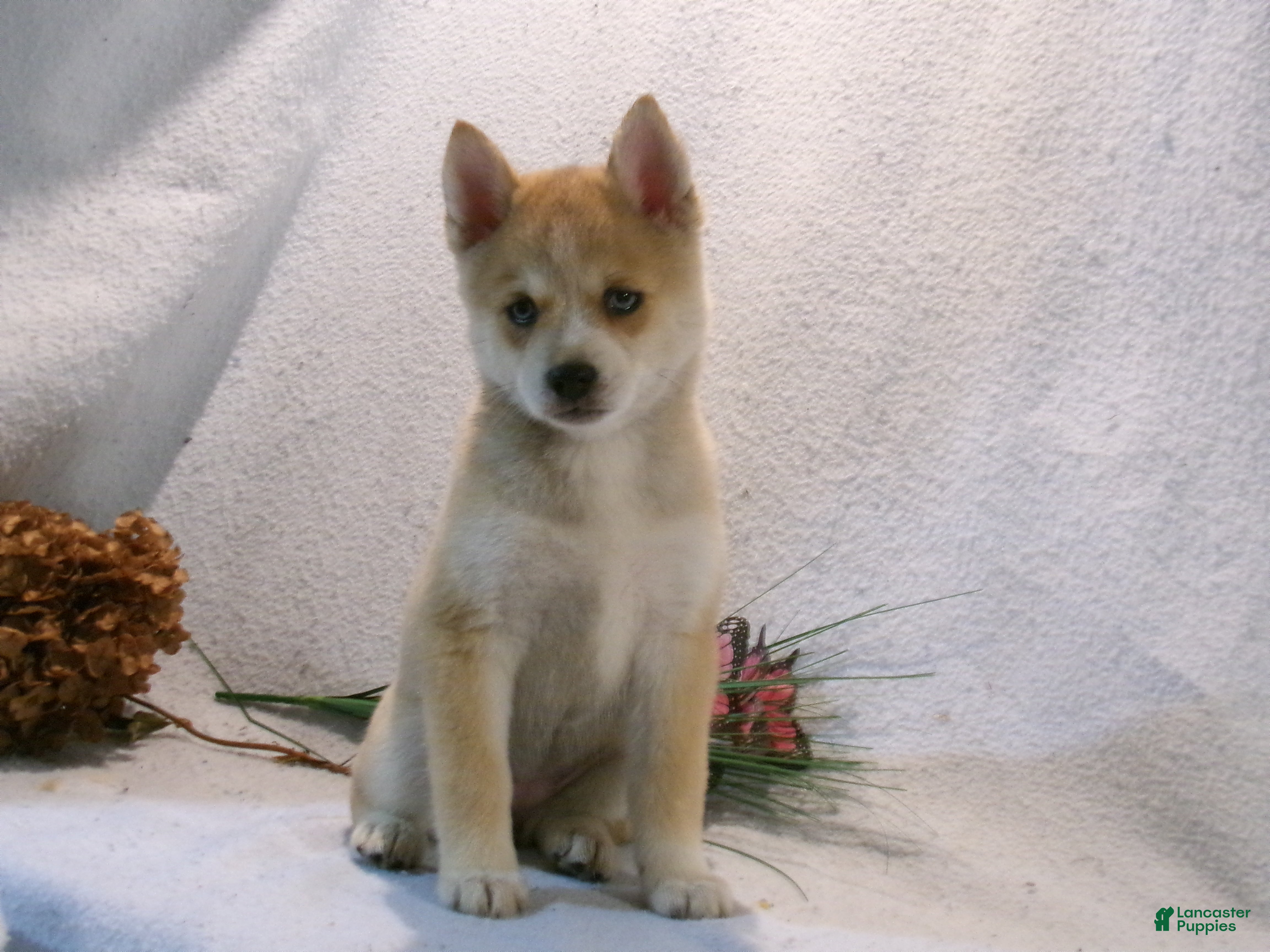 Pomsky dogs Bella - Ad 1
