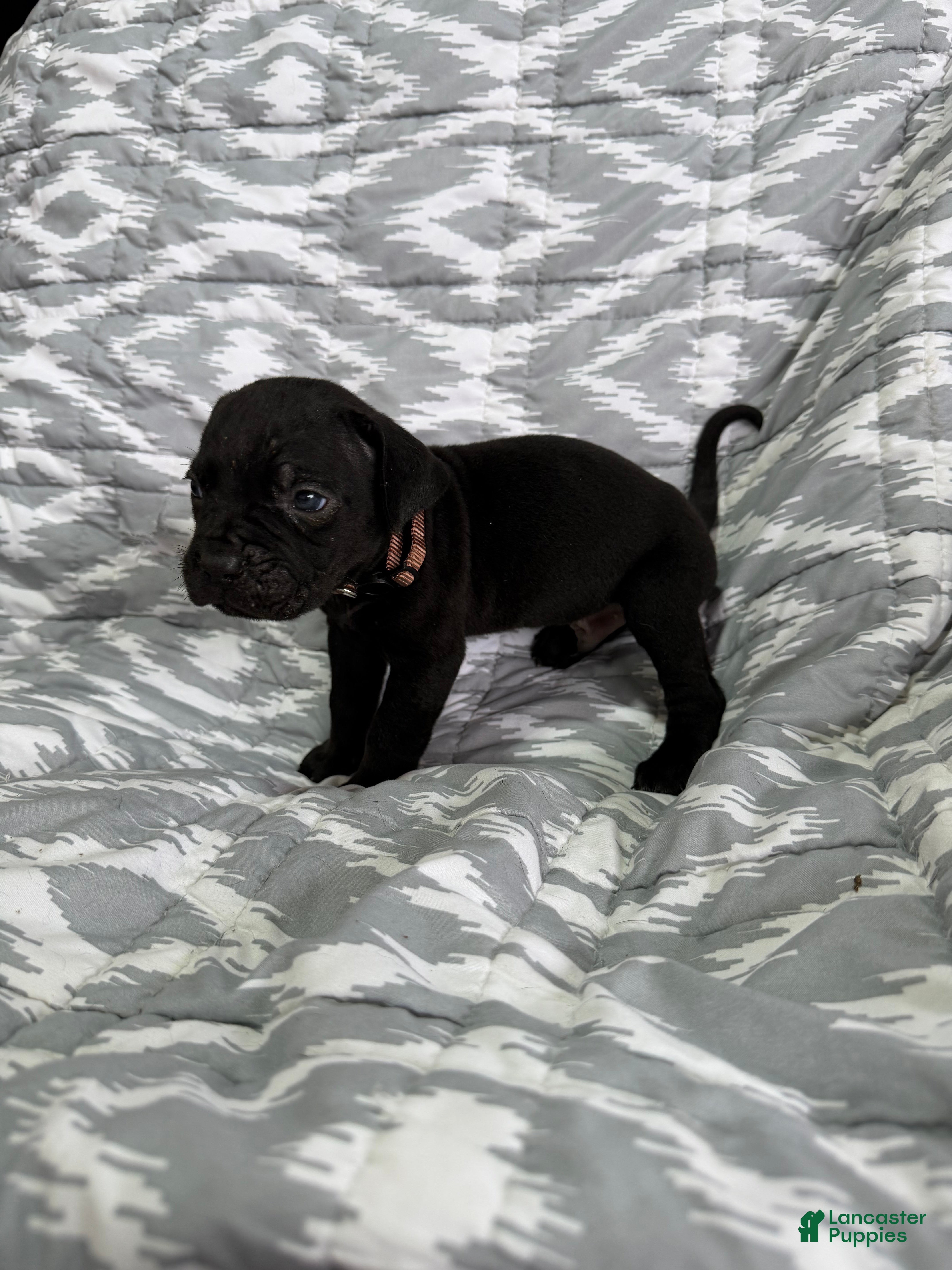 Cane Corso dogs Sadie - Ad 2