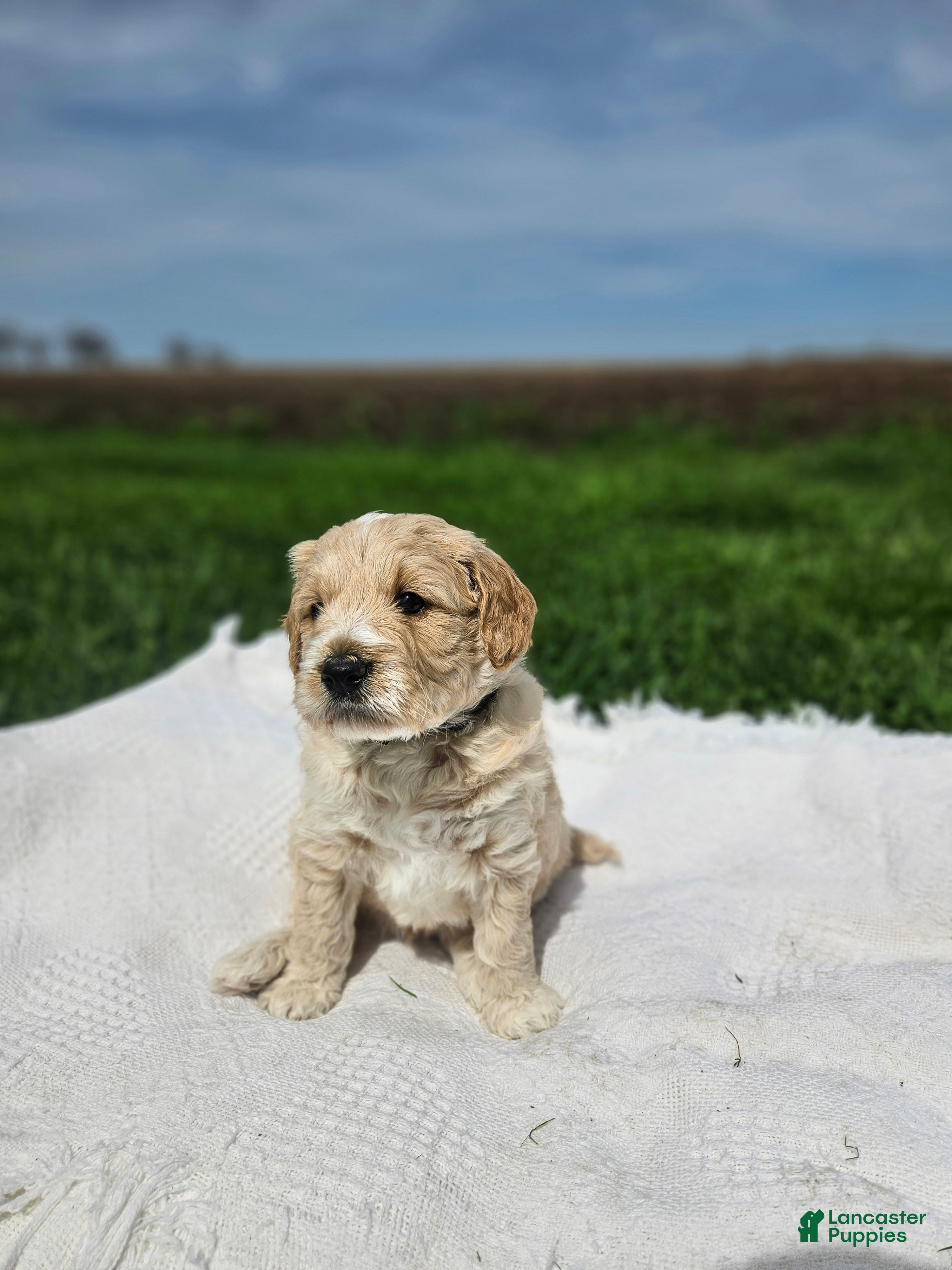 Mini Goldendoodle dogs Tanner - Ad 2