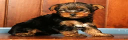 Yorkshire Terrier dogs for sale: Molly - Ad 7