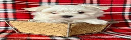 Maltese dogs for sale: Banjo - Ad 1