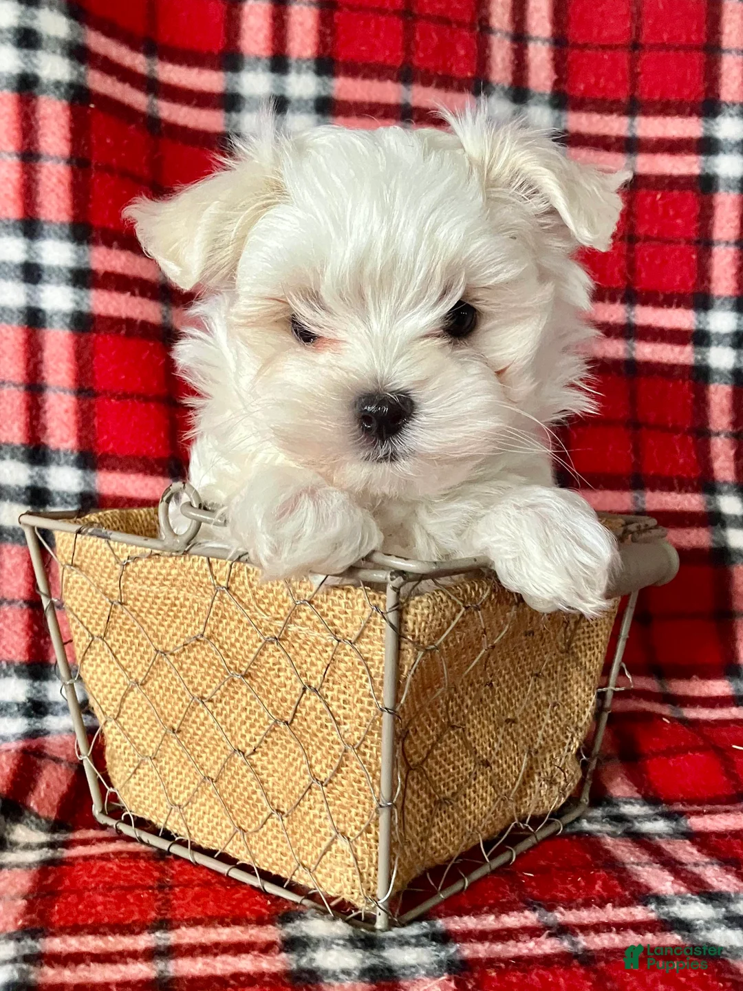 Maltese dogs for sale: Banjo - Ad 1