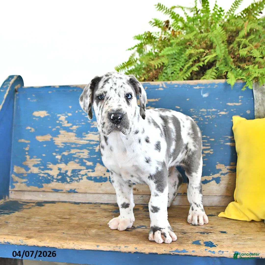 Great Dane dogs for sale: Raven - Ad 2