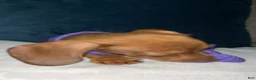 Dachshund dogs for sale: Dachshund Puppy 2 - Ad 7