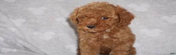 Miniature Poodle dogs for sale: GINA - Ad 7