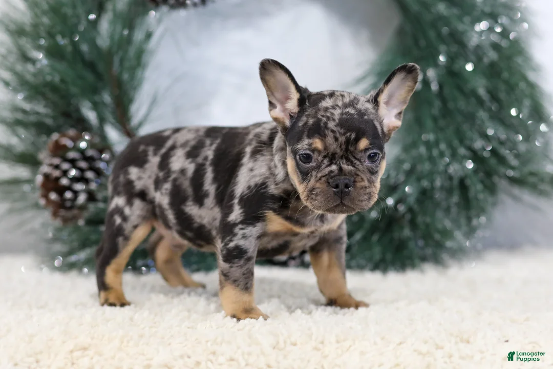 French Bulldog dogs for sale: Ford - Ad 4