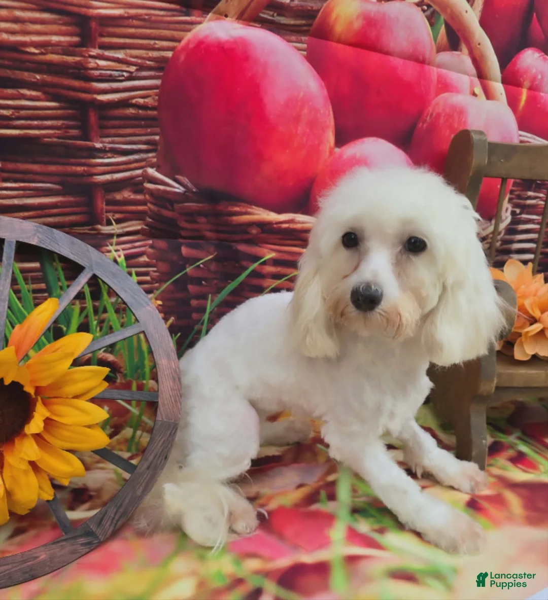 Maltipoo dogs for sale: Kiton - Ad 2