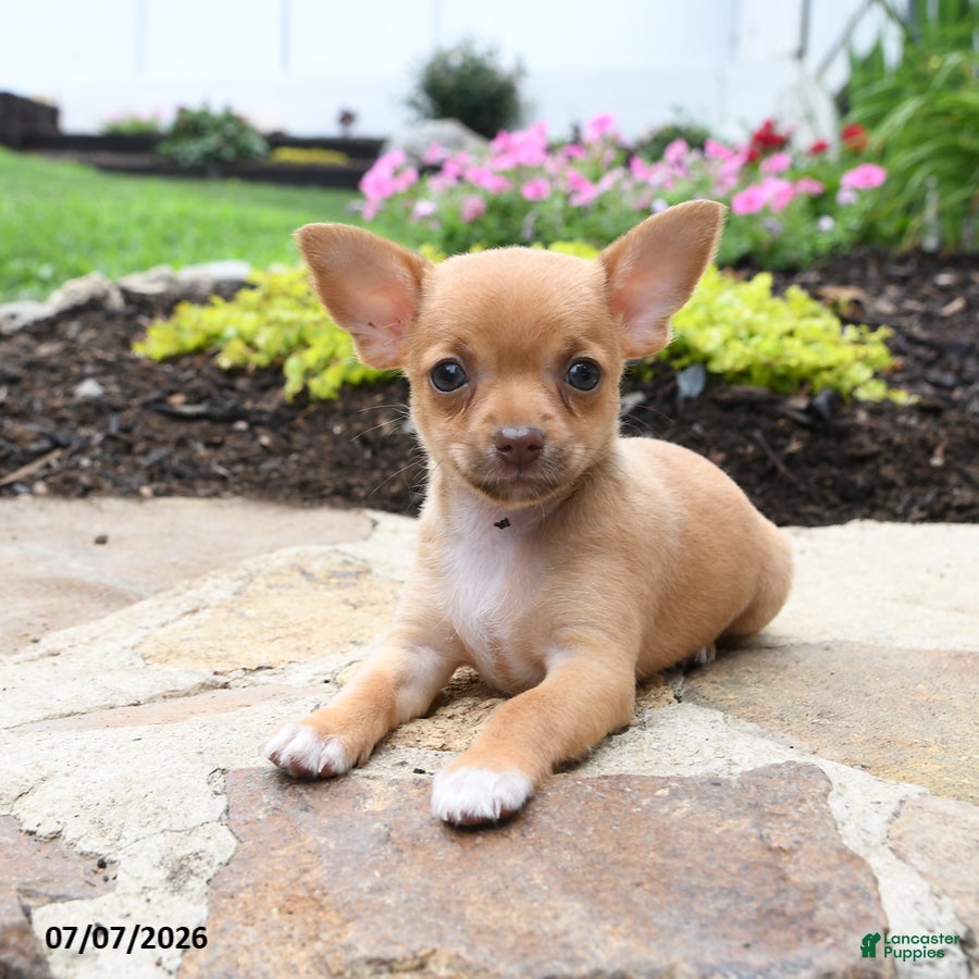 Chihuahua dogs Rosita - Ad 1