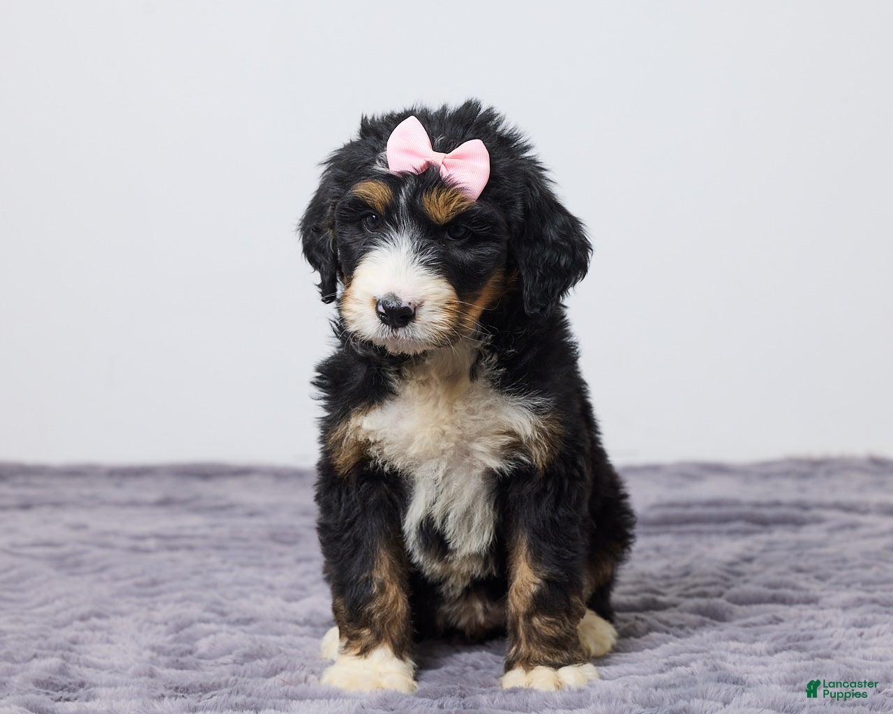 Bernedoodle dogs Karla - Ad 2