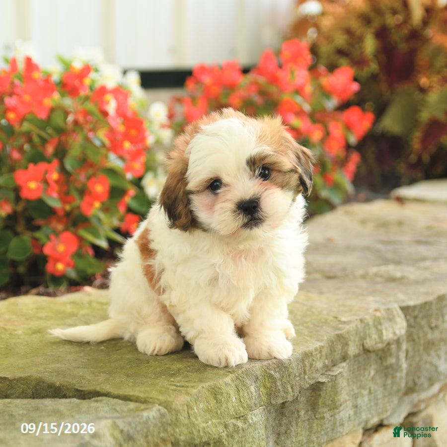 Teddy Bear dogs Jamie - Ad 1