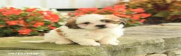 Teddy Bear dogs for sale: Jamie - Ad 1
