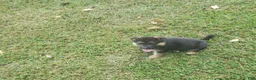 German Shepherd dogs for sale: Blue Male - Ad 6