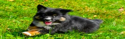 Miniature Australian Shepherd dogs for sale: Javon - Ad 5
