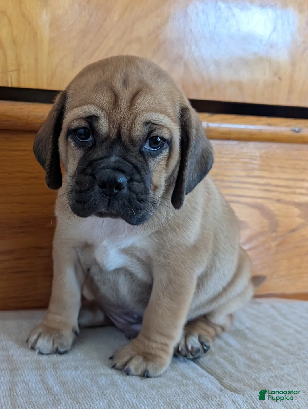 Puggle dogs for sale: Chance  - Ad 1