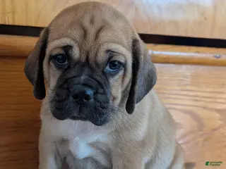 Puggle dogs Chance - Ad 5