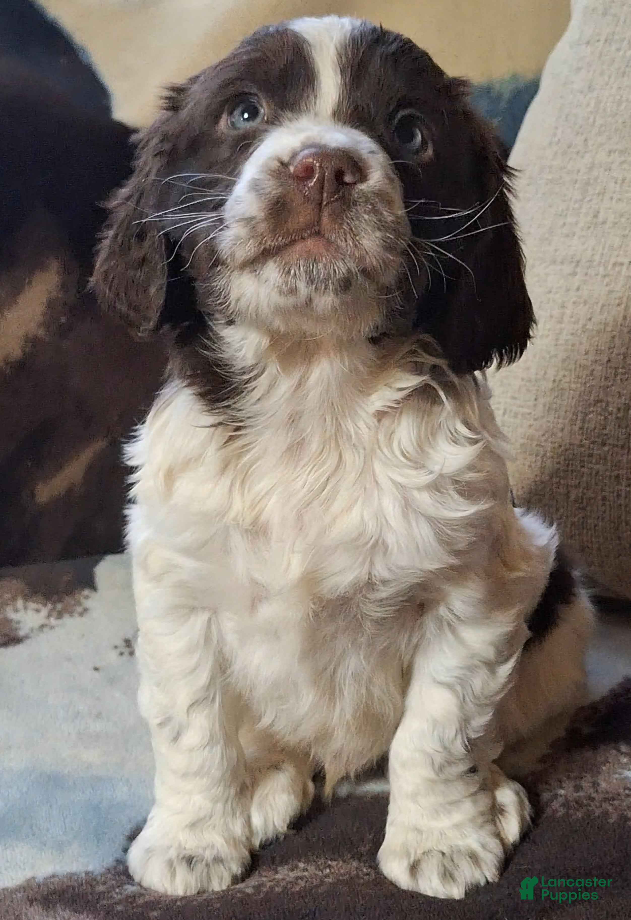 English Springer Spaniel dogs Charlie - Ad 18