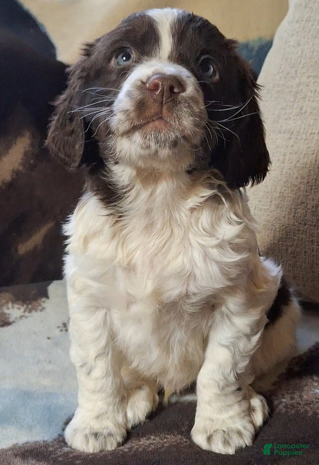 English Springer Spaniel dogs for sale: Charlie - Ad 1