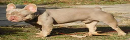 French Bulldog dogs for sale: Lilac and tan - Ad 12