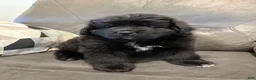 Newfoundland dogs for sale: EARL - Ad 8
