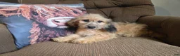 Cockapoo dogs for sale: Girl  - Ad 3