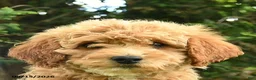 Goldendoodle dogs for sale: Molly - Ad 4