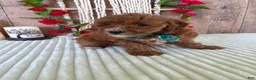 Mini Goldendoodle dogs for sale: Mr. Cloudy - Ad 4
