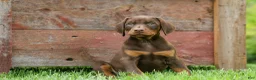 Doberman Pinscher dogs for sale: Dash (Red Rust) 🐶 - Ad 10