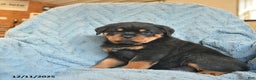 Rottweiler dogs for sale: Roxy  - Ad 3