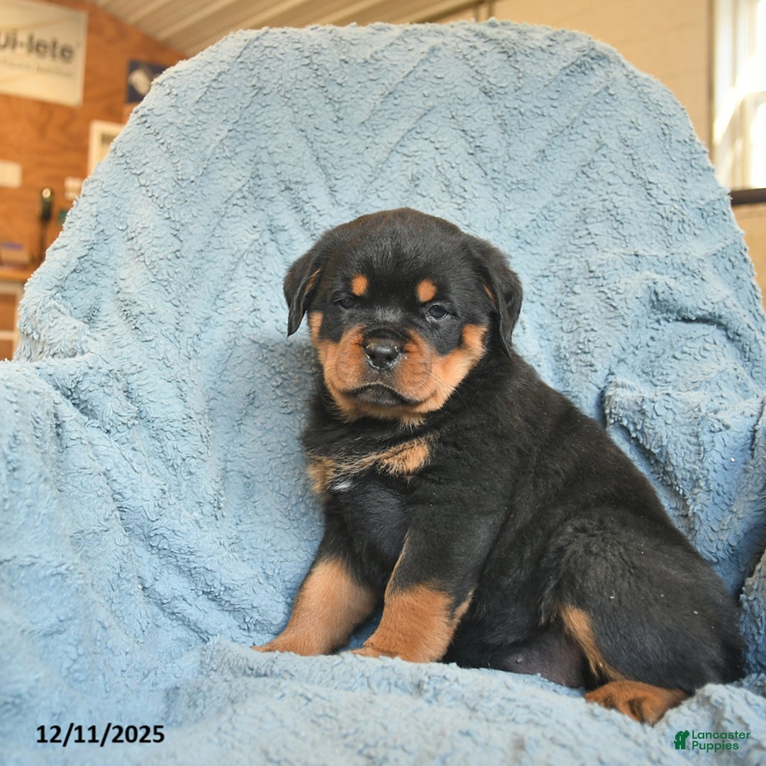 Rottweiler dogs for sale: Roxy  - Ad 3