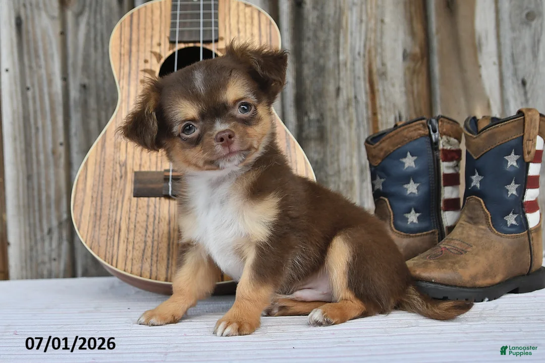 Chihuahua dogs for sale: Nacho - Ad 1