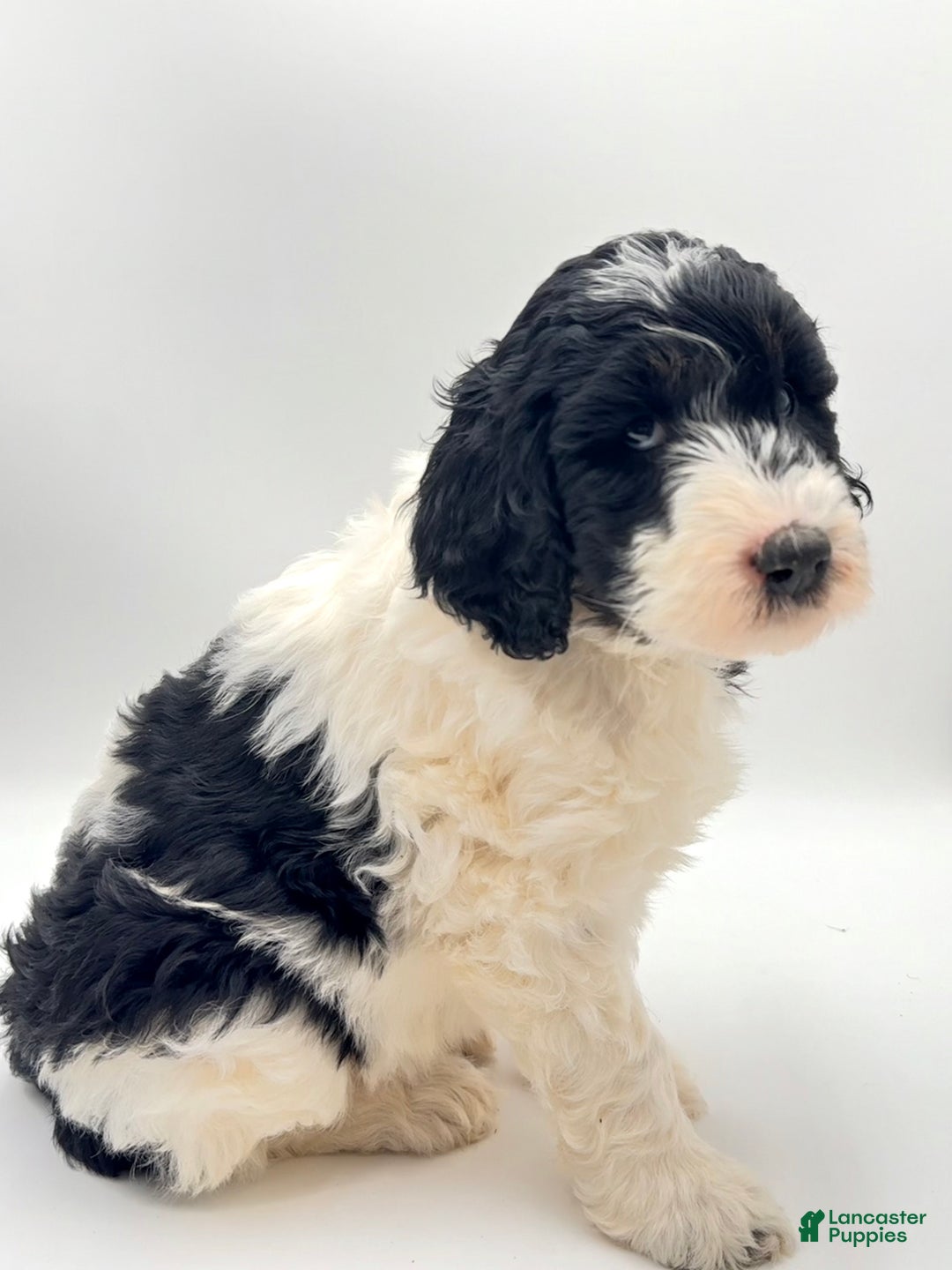 Goldendoodle dogs for sale: Bow - Ad 1