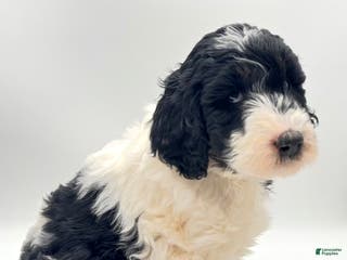 Goldendoodle dogs Bow - Ad 32