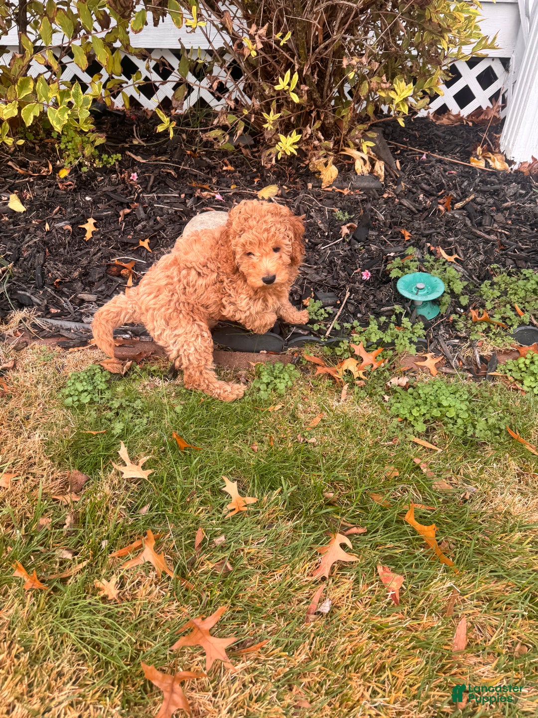 Toy Poodle dogs for sale: Ramses - Ad 9