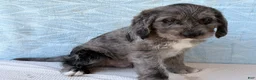 Labradoodle dogs for sale: Labradoodle 2 - Ad 2