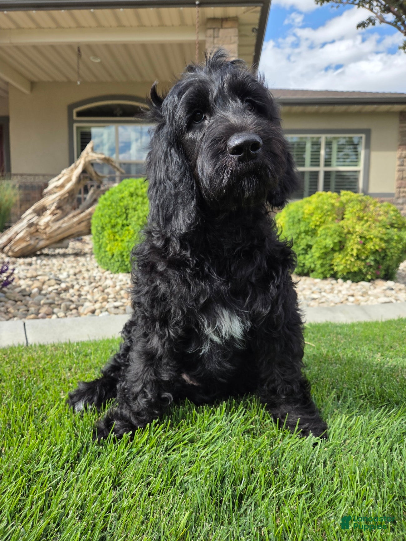 Goldendoodle dogs Emma - Ad 1