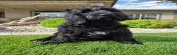 Goldendoodle dogs for sale: Emma - Ad 1
