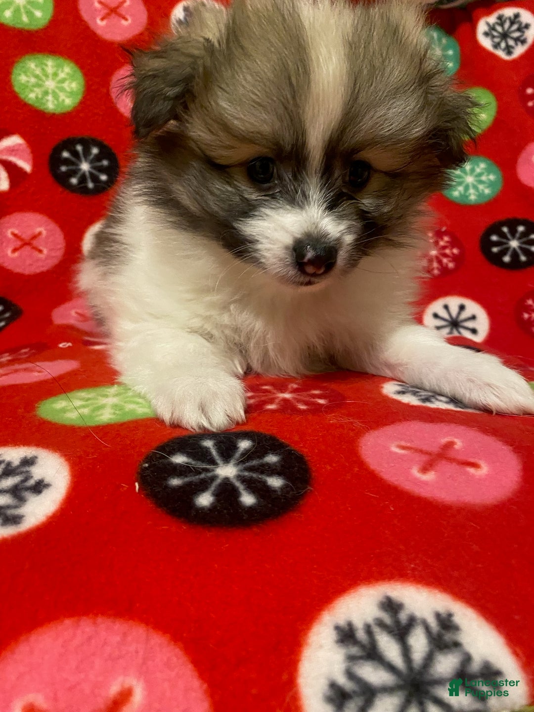 Pomeranian dogs for sale: Pomeranian Puppy Spunky - Ad 2