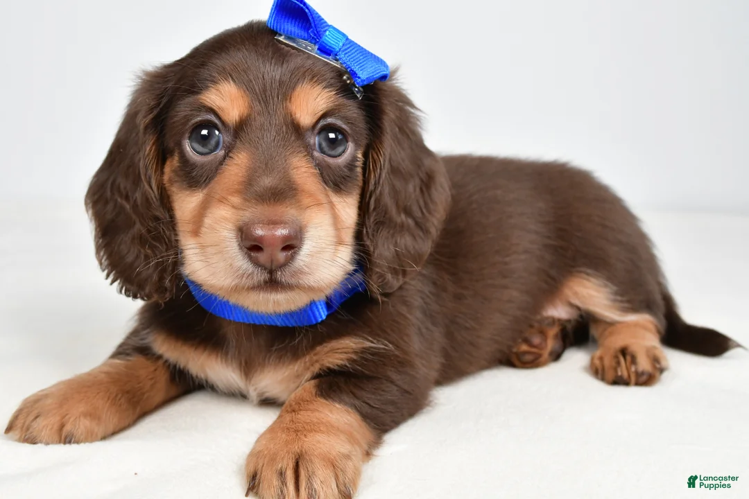 Miniature Dachshund dogs for sale: Skipper - Ad 1