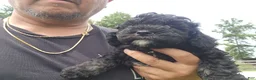 Mini Goldendoodle dogs for sale: Kelsey - Ad 6