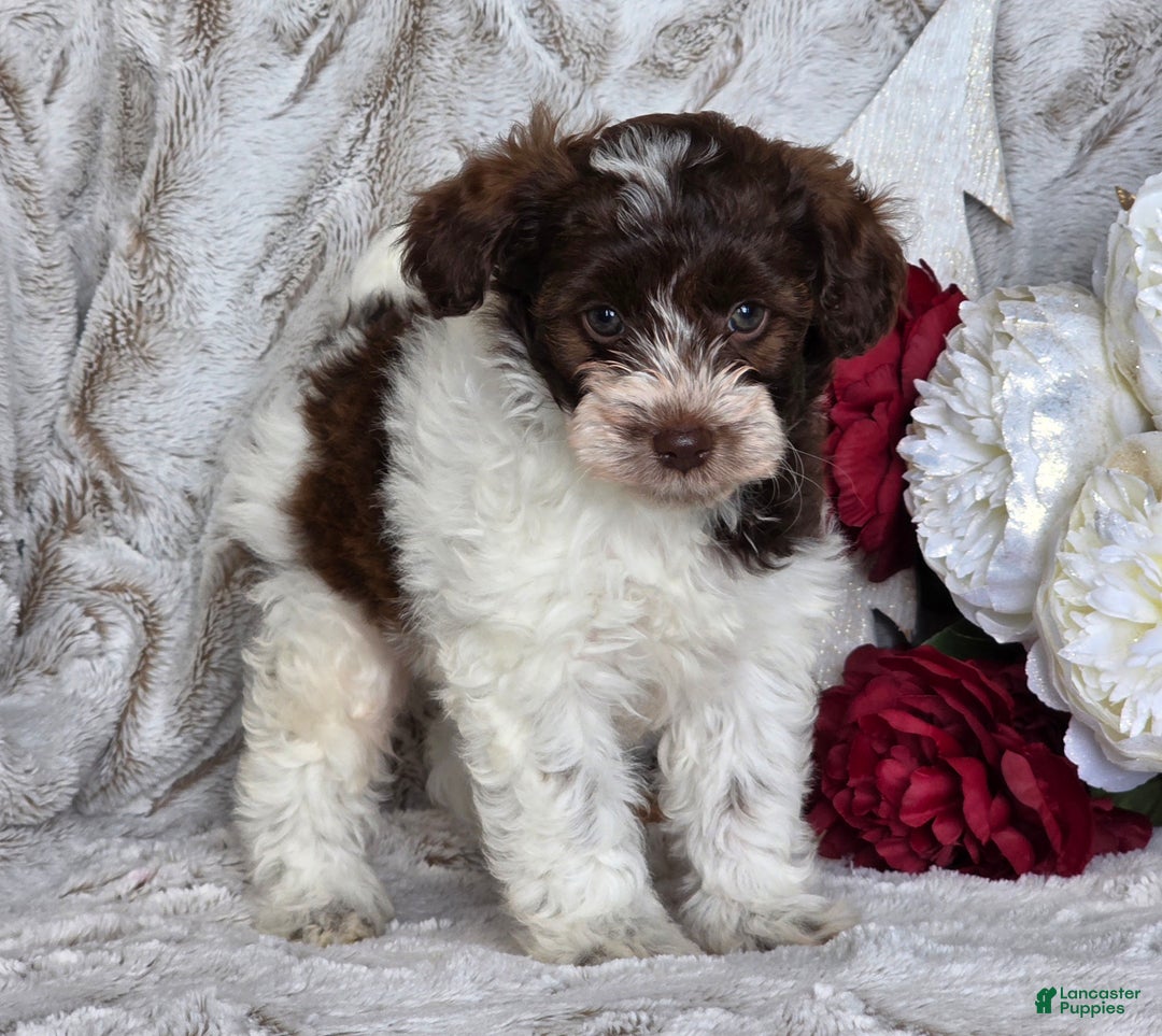 Schnoodle dogs for sale: Holly - Ad 3