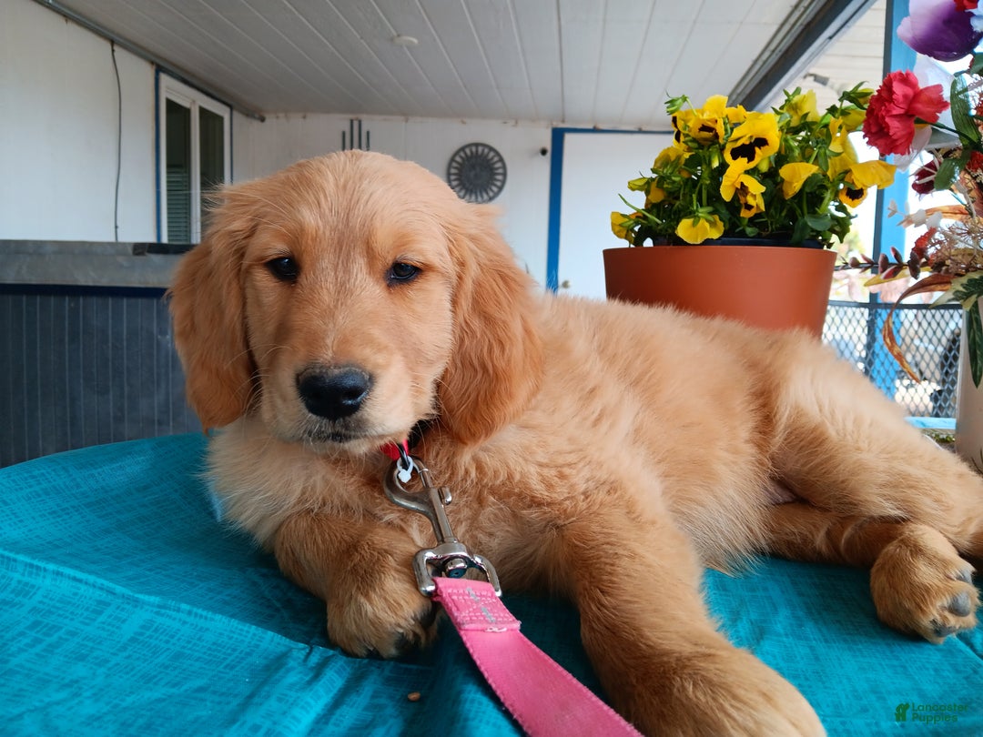 Golden Retriever dogs for sale: Sport - Ad 6