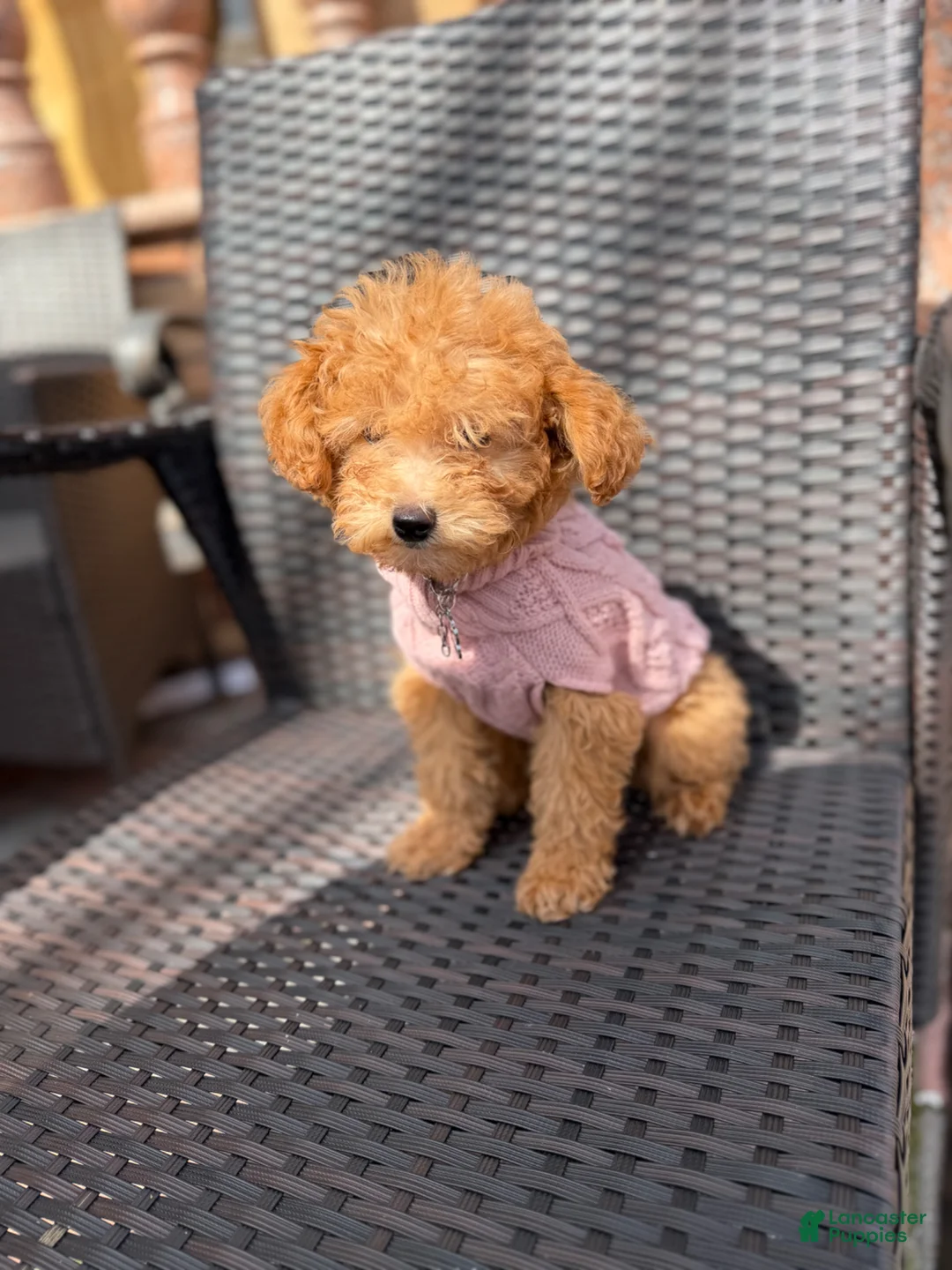 Miniature Poodle dogs for sale: Lola - Ad 5