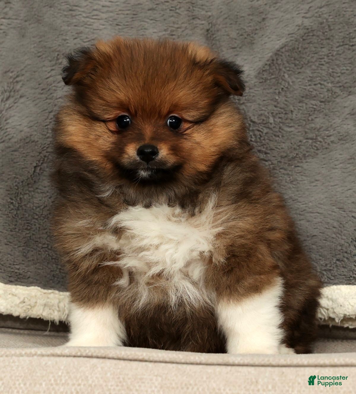 Pomeranian dogs Bella - Ad 1