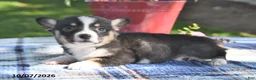 Welsh Corgi Pembroke dogs for sale: Cinnamon - Ad 2