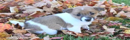 Jack Russell Terrier dogs for sale: Spice - Ad 2