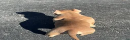 American Bully dogs for sale:  1 - Ad 6