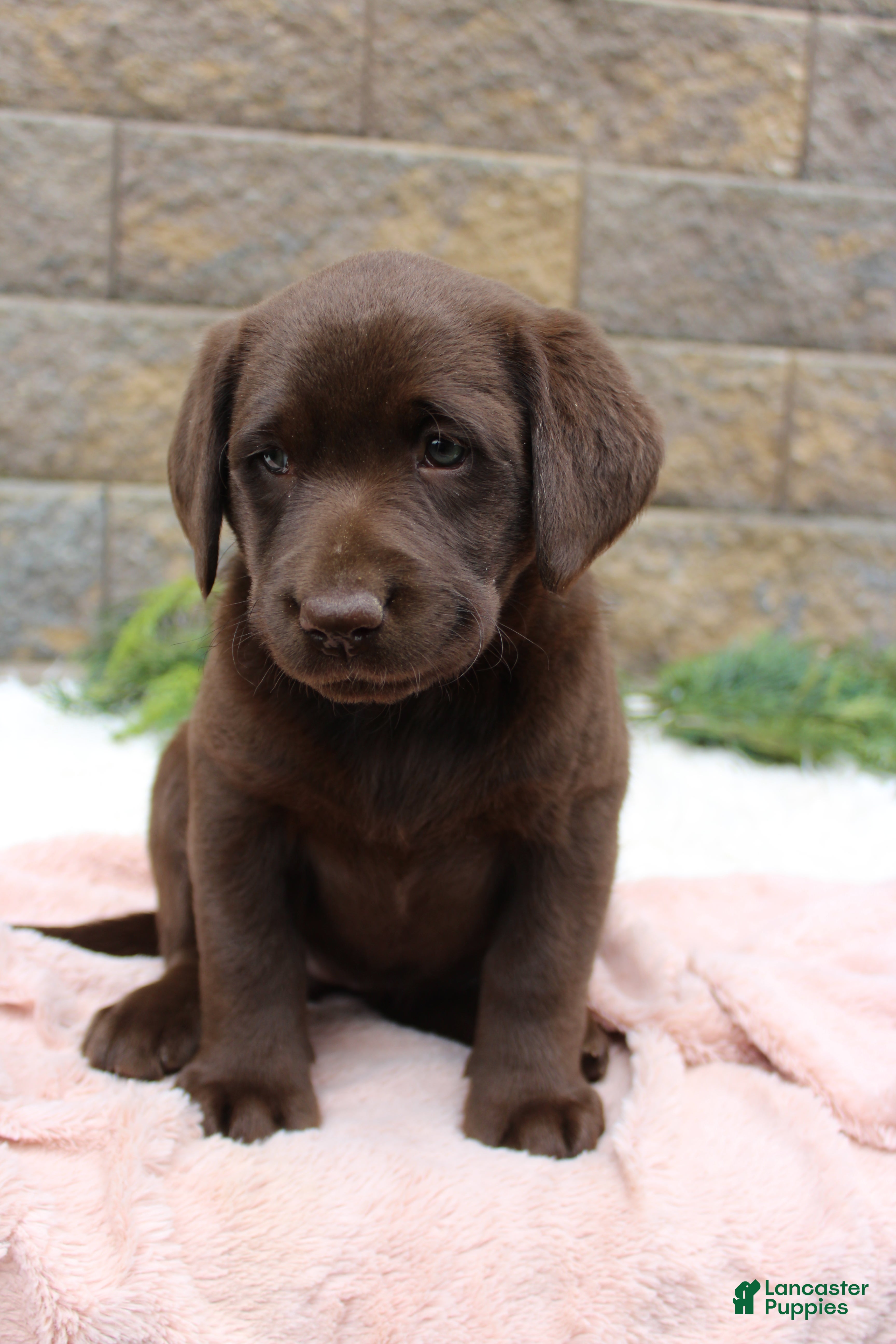 Labrador Retriever dogs for sale: Sue - Ad 2