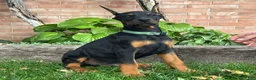 Doberman Pinscher dogs for sale: Banner - Ad 3